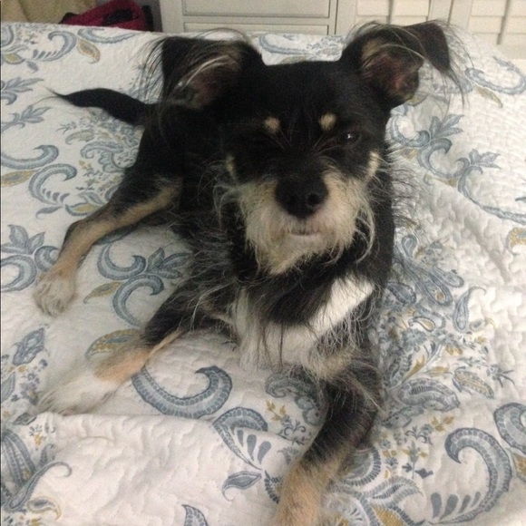 Meet your Posher, Lauren - Picture 1 of 1